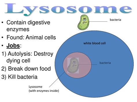 PPT - Contain digestive enzymes Found: Animal cells Jobs: 1) Autolysis: Destroy dying cell ...