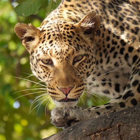 National Animal of Somalia-Panther(Leopard) | NationalExtras.com