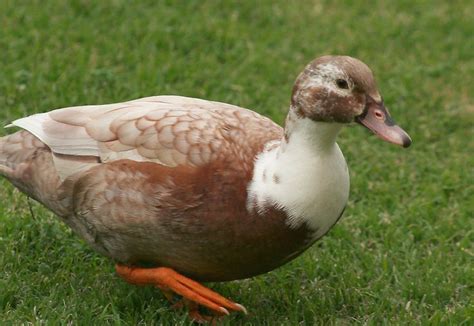 Muscovy Duck female - photo by P. Acuff Birds 2, Pet Birds, Live Chicken, Muscovy Duck, Raising ...