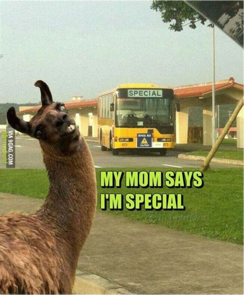 The best Llama memes :) Memedroid