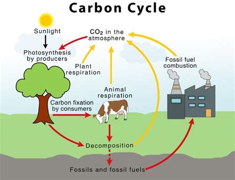 Carbon Cycle: What is the Importance and uses of Carbon in our Daily ...