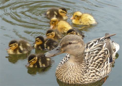 Duck and Ducklings | Duck and her nine ducklings, swimming i… | Flickr