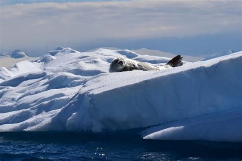 Cierva Cove (Antarctic Peninsula) - 2020 What to Know Before You Go (with Photos) - Tripadvisor