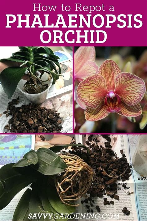 Phalaenopsis orchid repotting the step by step process – Artofit