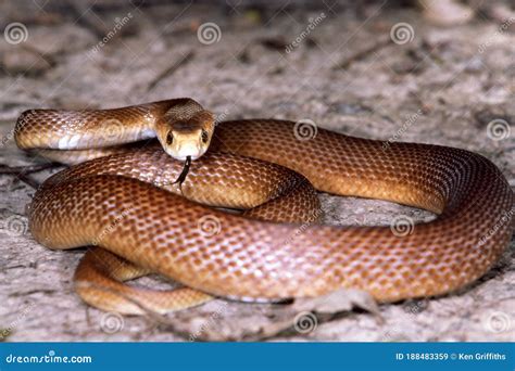 Coastal Taipan stock image. Image of snake, taipan, australia - 188483359