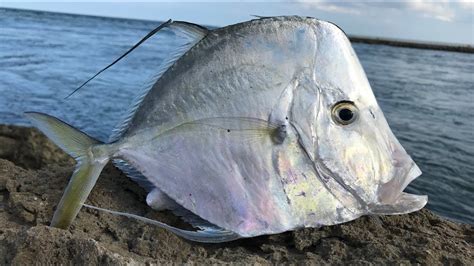 The STRANGEST Saltwater Fish. Lookdown-Catch Clean Cook (Moonfish)