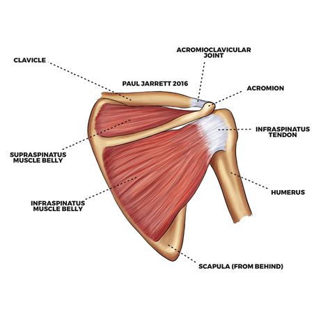 Shoulder Muscle And Tendon Anatomy - Ligamentum nuchae - Physiopedia ...