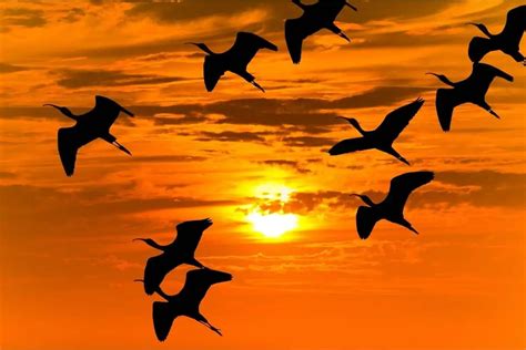 Why Do Birds Fly At Sunset? (Biologist Explains a Curious Answer!) - Birding Outdoors