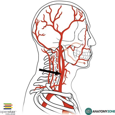 carotid sinus Archives - AnatomyZone