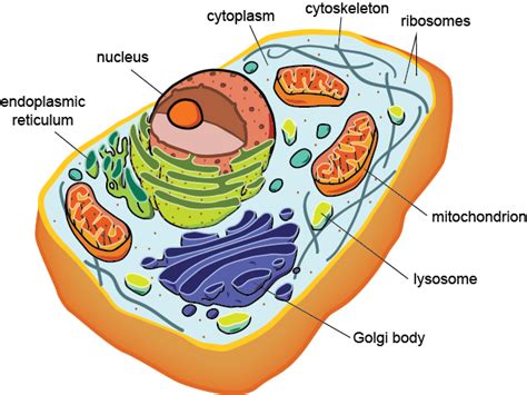 Eukaryotic Cell : Defination, Structure Types, Examples , Functions - YB Study