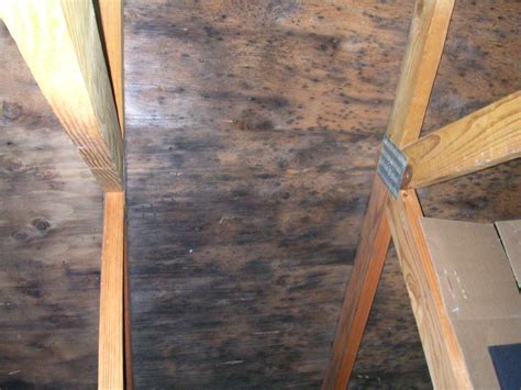 Mold in attic | Buss Inspection Services,Inc