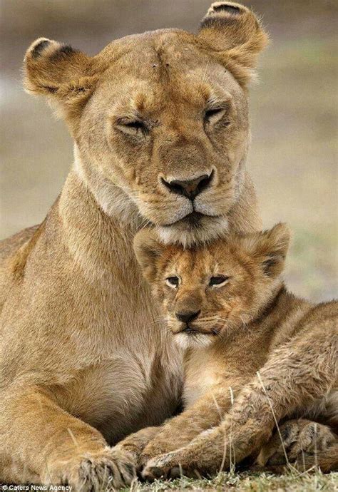 Lioness and cub | Lioness and cubs, Wild cats, Lion cub