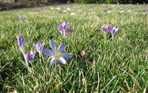 Planting Crocuses in the lawn