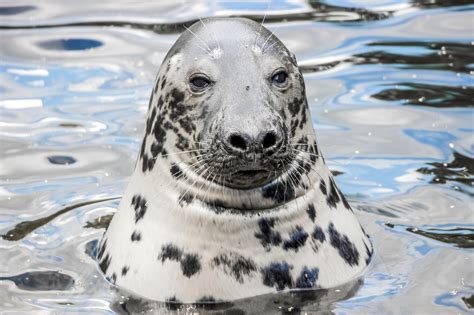 Seeing the grey seals - The Courier