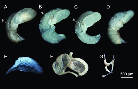 Anatomy of Mercuria similis (Draparnaud, 1805). A-D. Female genitalia.... | Download Scientific ...