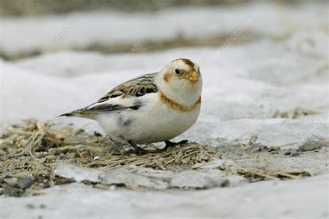 Snow Bunting - Stock Image - Z892/0296 - Science Photo Library