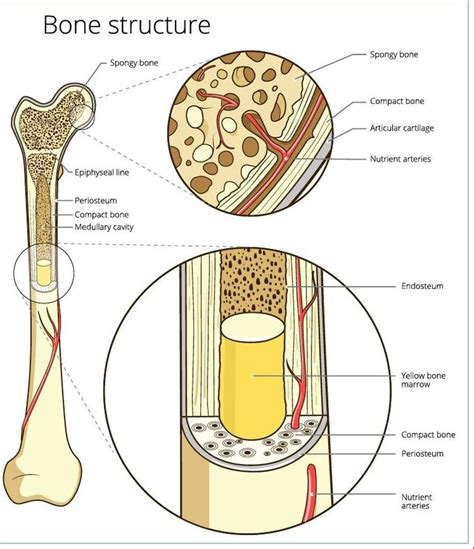 Animal Anatomy & Physiology Lab: The Skeletal System Diagram | Quizlet