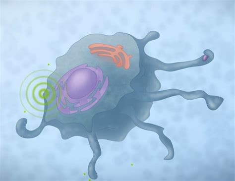 The Role of Macrophages in Wound Healing - Woulgan