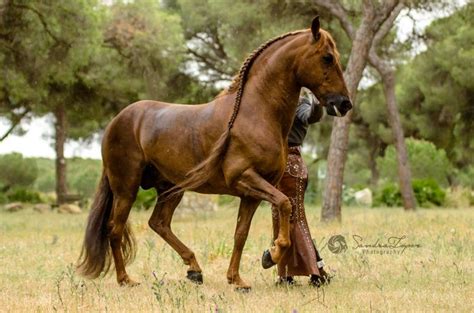 Lovely chestnut Andalusian stallion. | Horses, Dressage horses, Andalusian horse