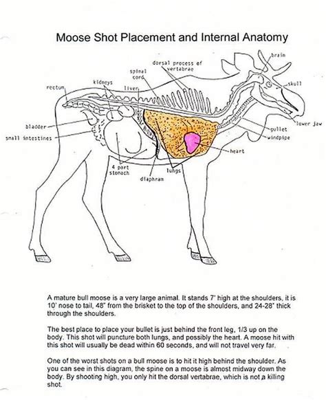 Moose Vitals #deerhuntingtips #bowhunting | Moose hunting, Quail ...