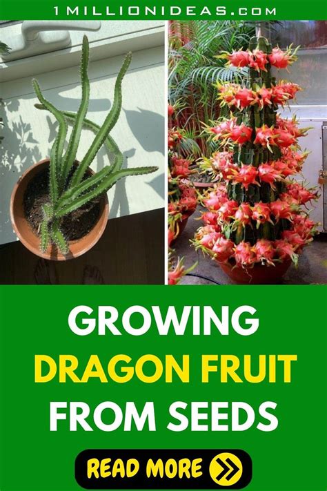 The Best Practice To Grow Your Own Dragon Fruit From Seeds