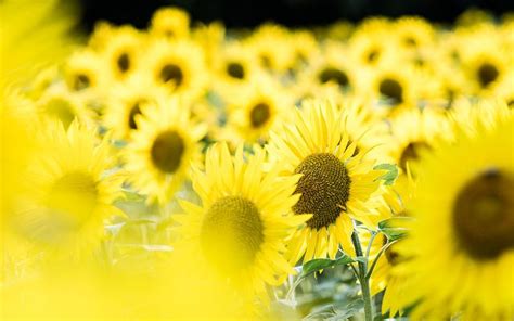 'Tournesol' wallpaper by giel from InterfaceLIFT.com | Beautiful ...