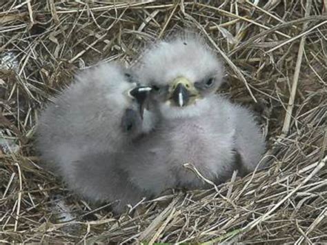 2nd Bald Eagle Hatches at DC's National Arboretum - ABC News