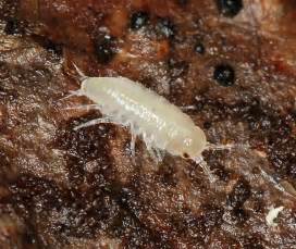 isopod baby #3122 - Ligidium gracile - BugGuide.Net