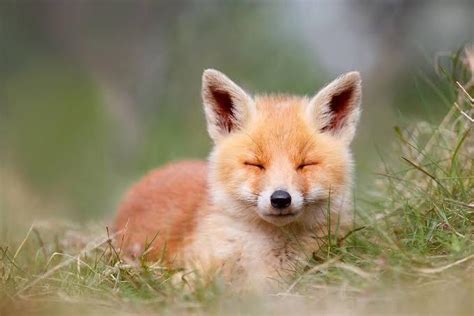 Baby fox sleeping : r/aww