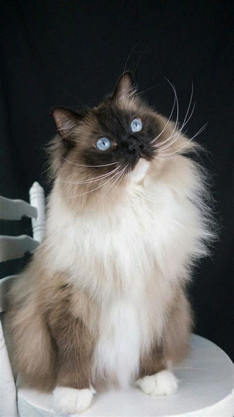 Bailey - ragdoll cat seal point mitted #catsandkittens | Ragdoll cat ...