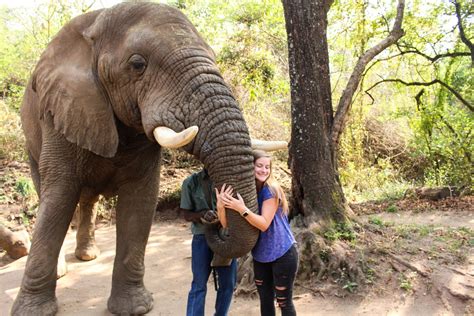 Hazyview Elephant Sanctuary • Young Wayfarer