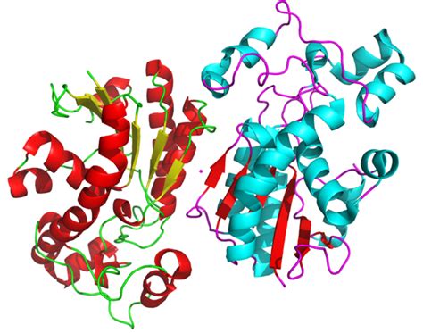 Difference Between Homodimer and Heterodimer | Compare the Difference Between Similar Terms