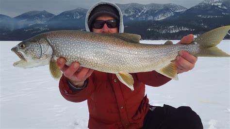 Other Western Montana Fish Species Of Interest | Species | The Missoulian Angler Fly Shop