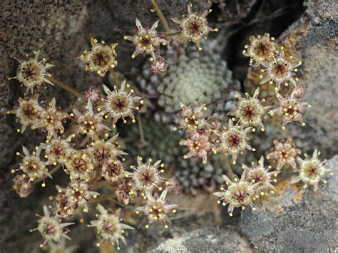 Flower Gallery :: Crassulaceae :: NIKA9353