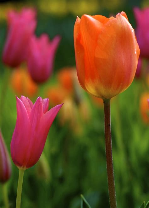 Photography• • | Tulips, Beautiful flowers, Pretty flowers