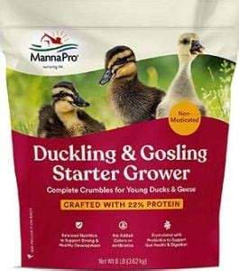 The Ultimate Duck Feeding Guide - The Happy Chicken Coop