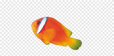 Ornamental fish, animals, orange png | PNGEgg