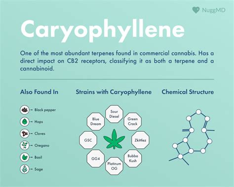 What Is Caryophyllene? (Benefits, Effects, Strains) | NuggMD