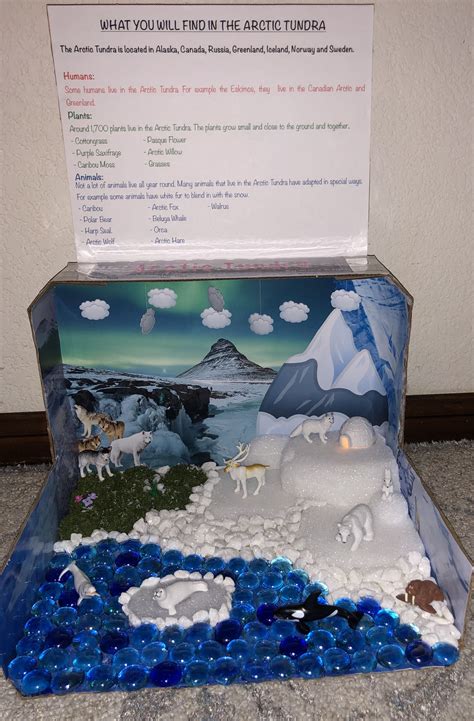 Arctic Tundra Biome Diorama - 2nd Grade Science Project