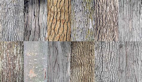 Free photo: Tree bark - Bark, Cracked, Dry - Free Download - Jooinn