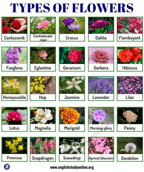 Types of Flowers: List of 50+ Popular Flowers Names in English – English Study O… – 2019 ...