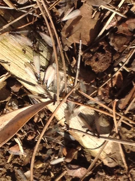 After overnight's 0.5" of rain, I just saw black winged termites ...