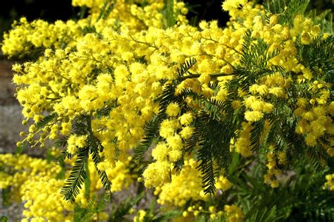 Romantic Flowers: Acacia Flower