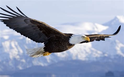 Bald Eagle in mid-air flight… | PRINCE GEORGE'S COUNTY PARENTS ...