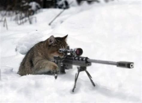 Sniper cat : r/Catswithjobs