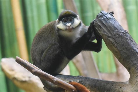 Red-tailed guenon | The Maryland Zoo