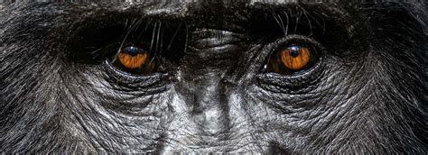 Photographing Gorillas and Chimpanzees - Wild Eye