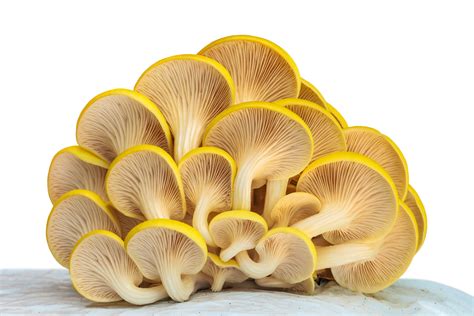 Golden Oyster Mushroom Growing Kit - The Mushroom Conservatory