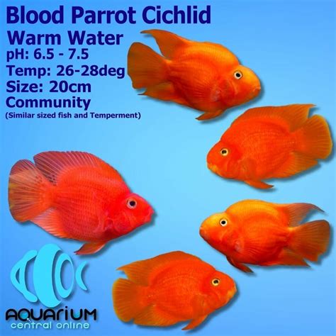 Cichlid - Red Blood Parrot Cichlid 8cm - Aquarium Central