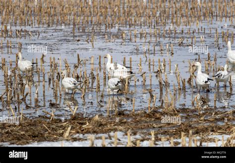 Migration Oie des neiges Baie-du-Febvre Québec Canada Stock Photo - Alamy